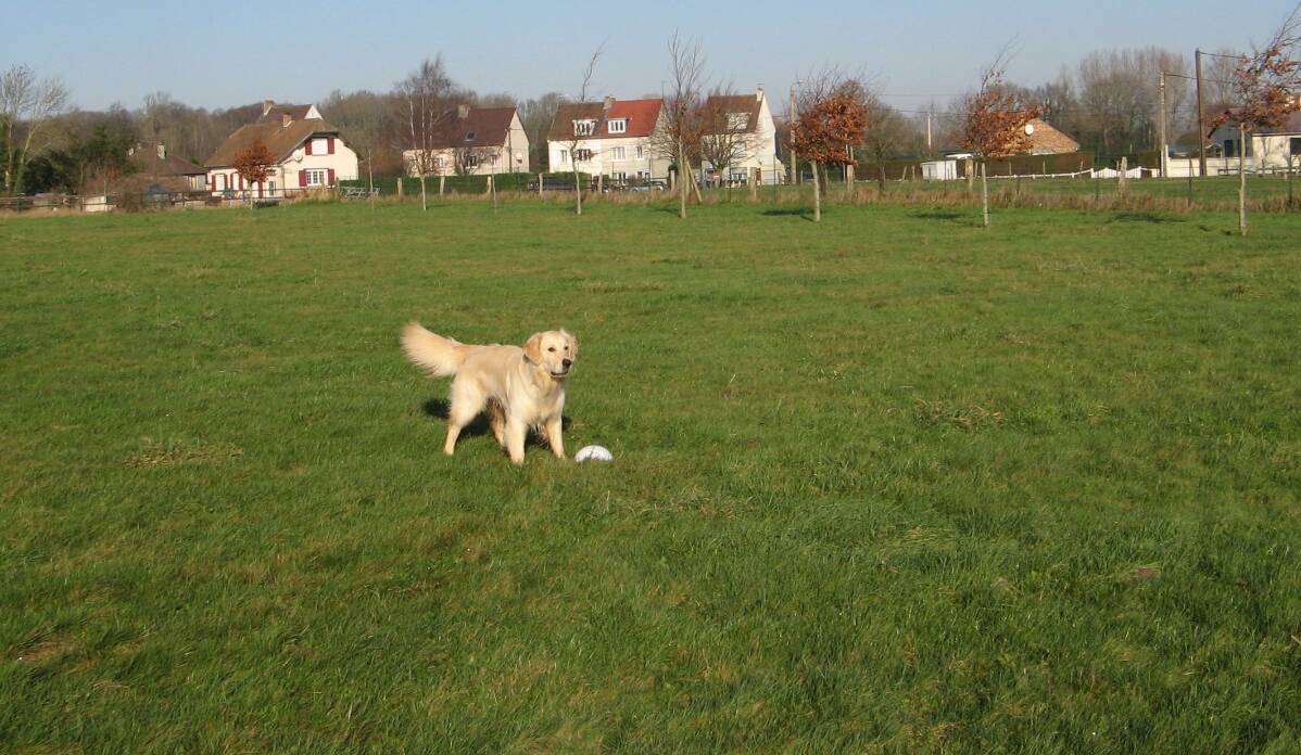 Goliath Entrainement le 15-01-2012 (2)