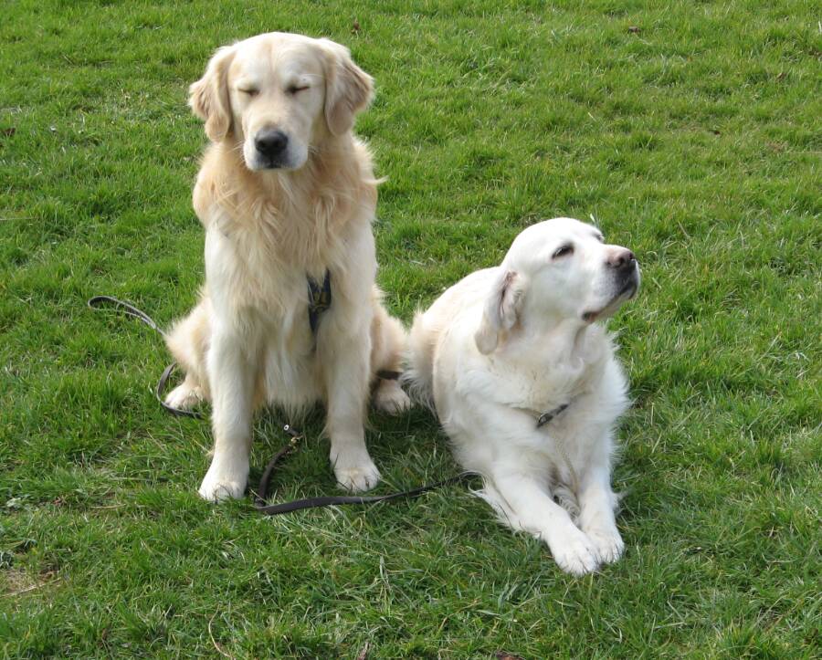 Goliath et Dayvon (maman) (1)