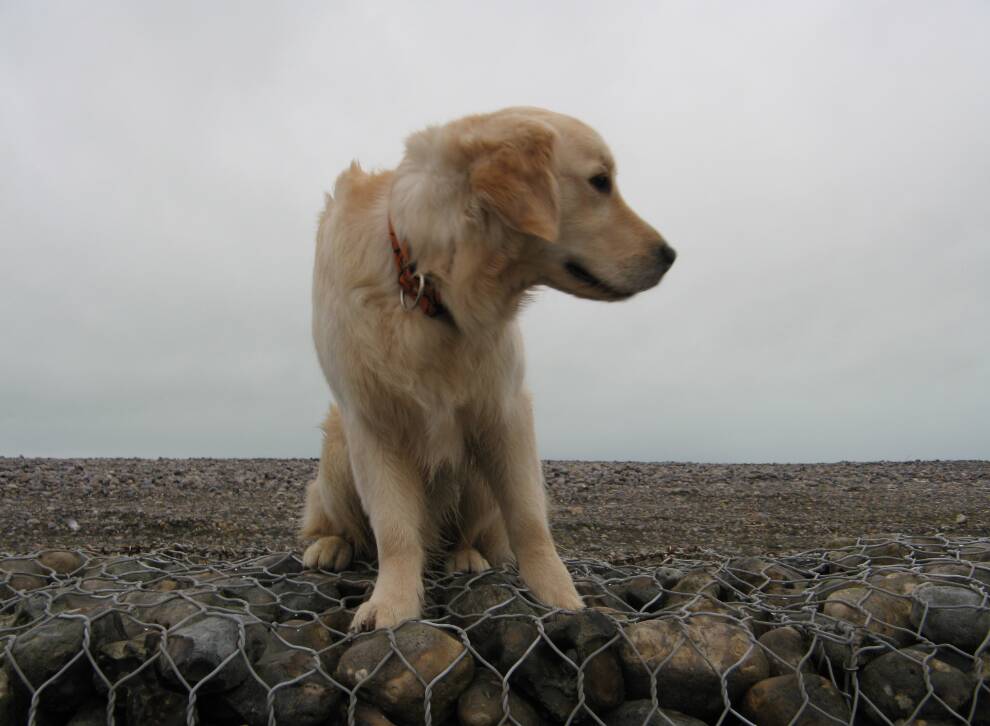 Goliath & Saphir le 01-01-2012 Cailleux sur Mer  (1)