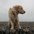 Goliath & Saphir le 01-01-2012 Cailleux sur Mer  (1)