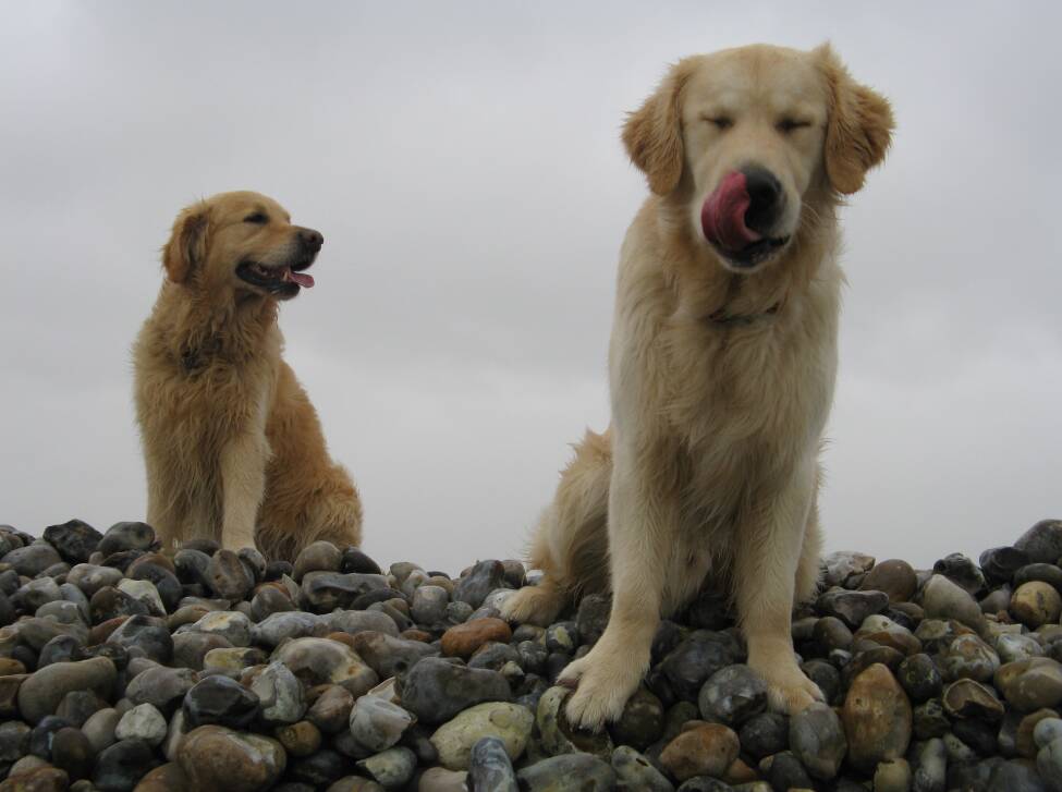 Goliath &Saphir le 01-01-2012 Calleux sur Mer (19)