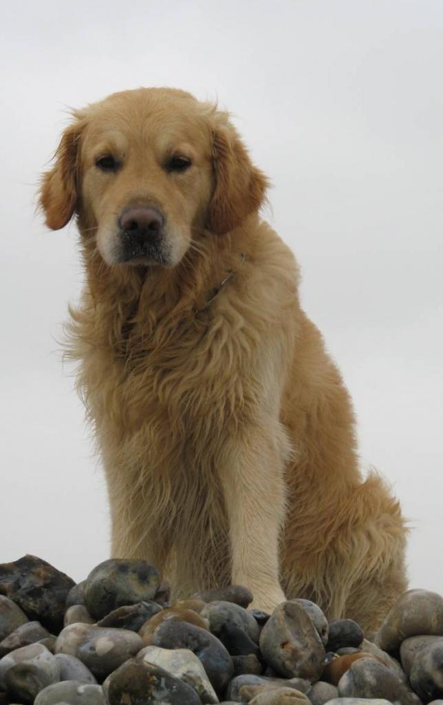 Goliath &Saphir le 01-01-2012 Calleux sur Mer (21)