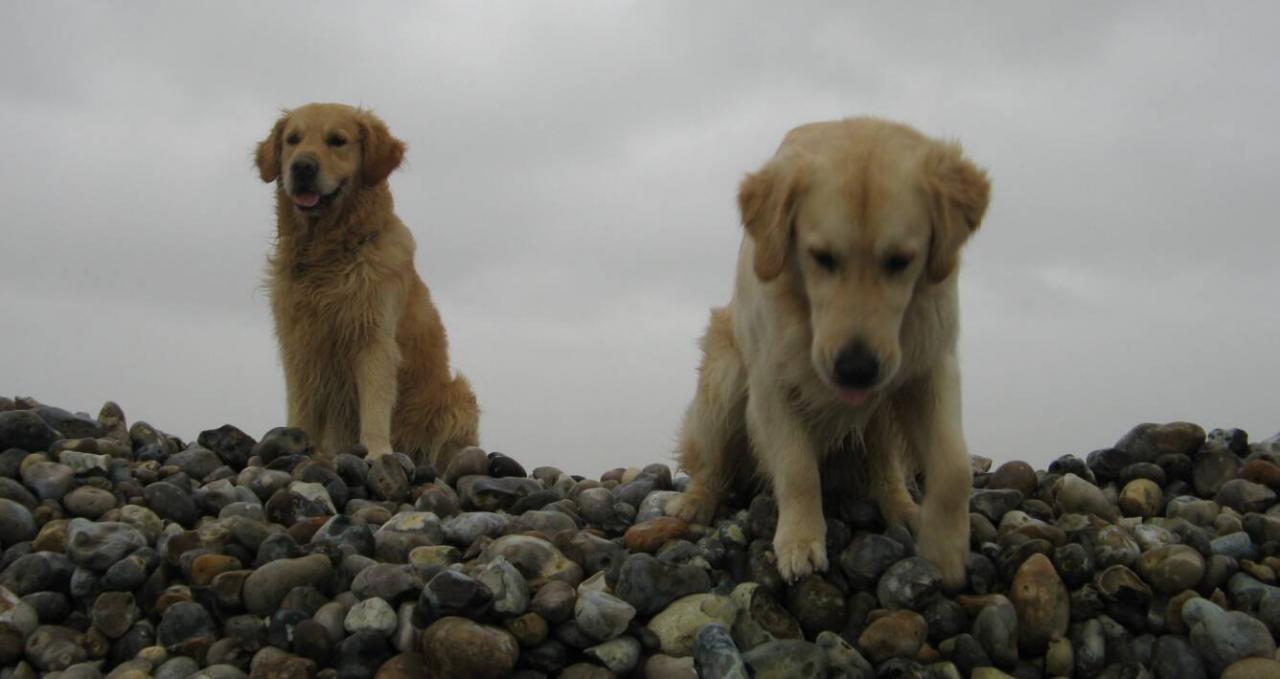 Goliath &Saphir le 01-01-2012 Calleux sur Mer (22)