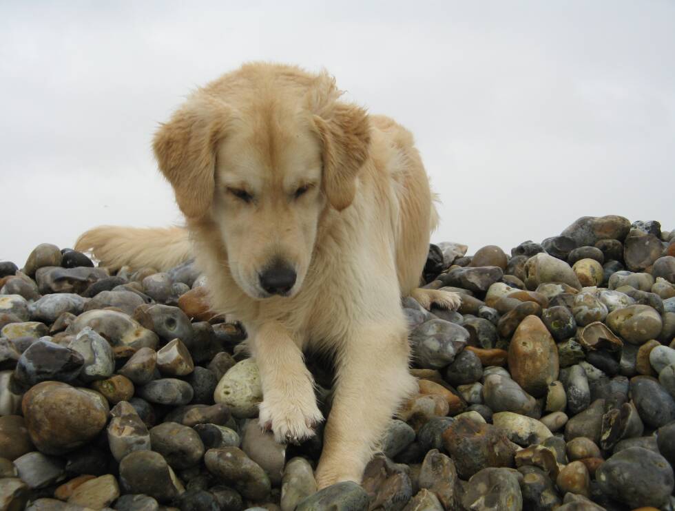 Goliath &Saphir le 01-01-2012 Calleux sur Mer (23)