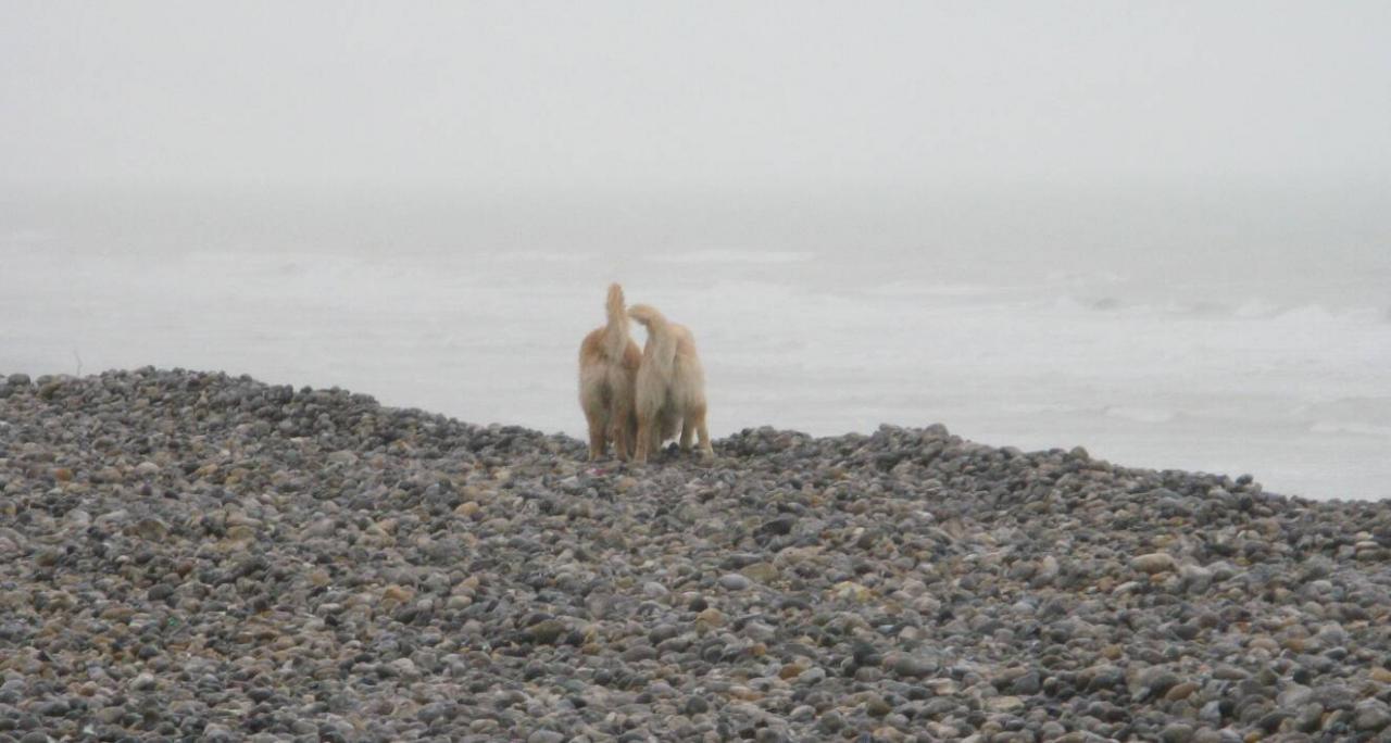 Goliath &Saphir le 01-01-2012 Calleux sur Mer (25)