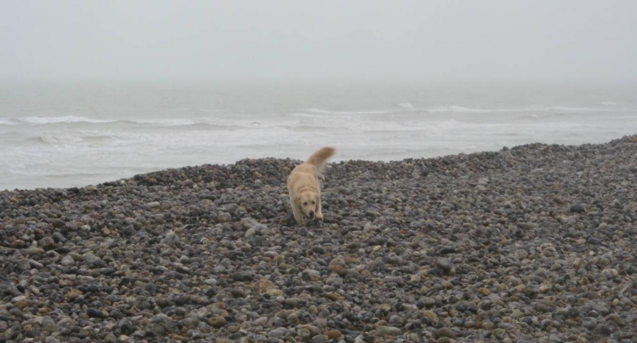 Goliath &Saphir le 01-01-2012 Calleux sur Mer (27)