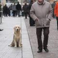 Goliath sur la Grande Place De St Quentin 24-12-2011 (3)