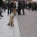 Goliath sur la Grande Place De St Quentin 24-12-2011 (4)